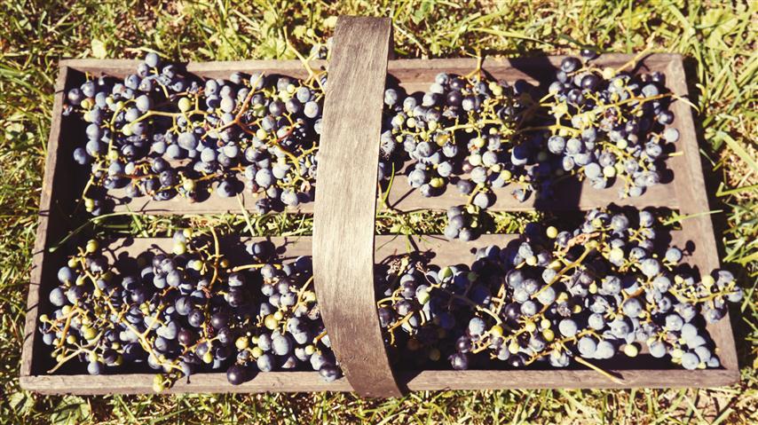 The bounty of grapes Julie Trubkin's grapes after picking them.